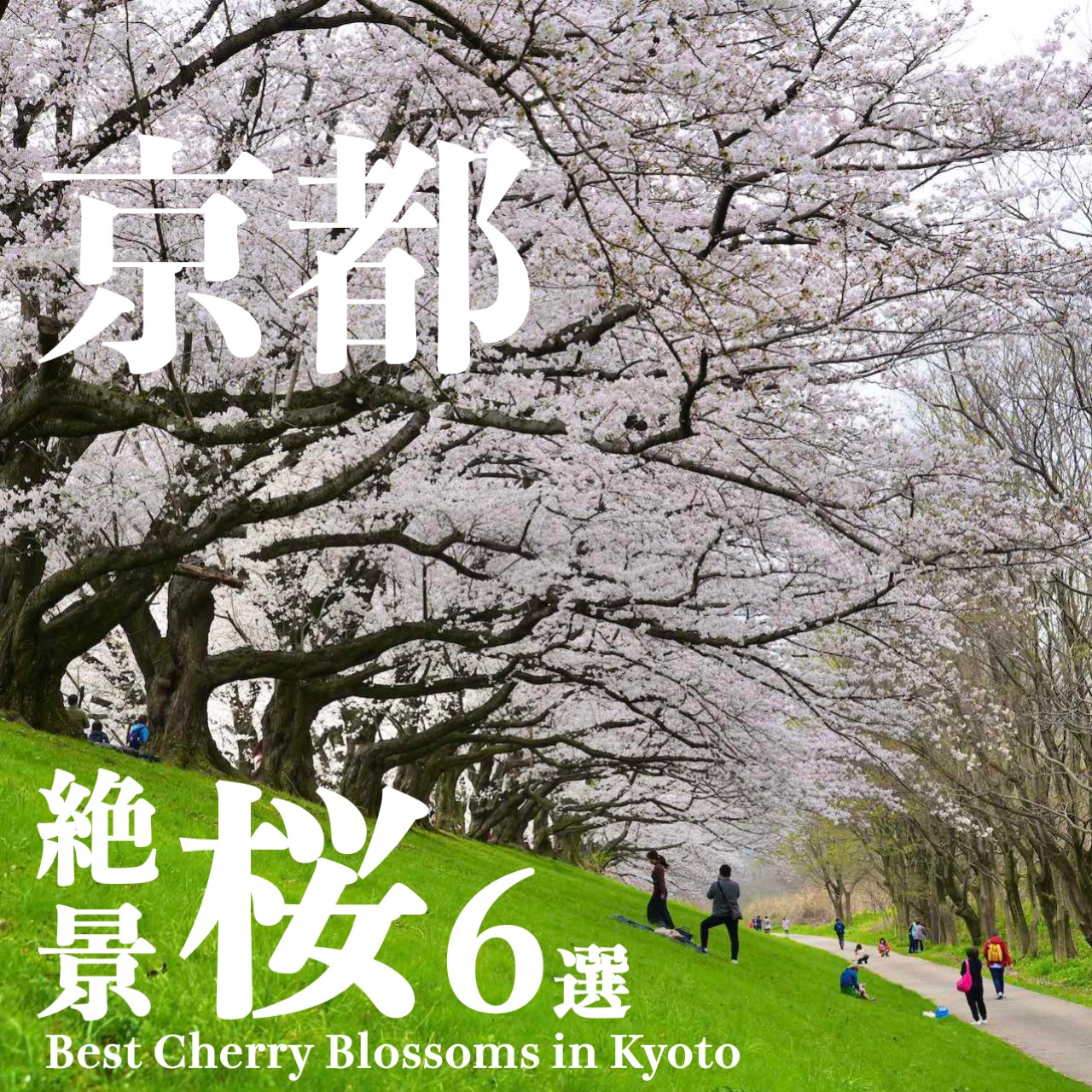 京都桜の名所 絶景桜スポット6選 Best Cherry Blossom Places in Kyoto