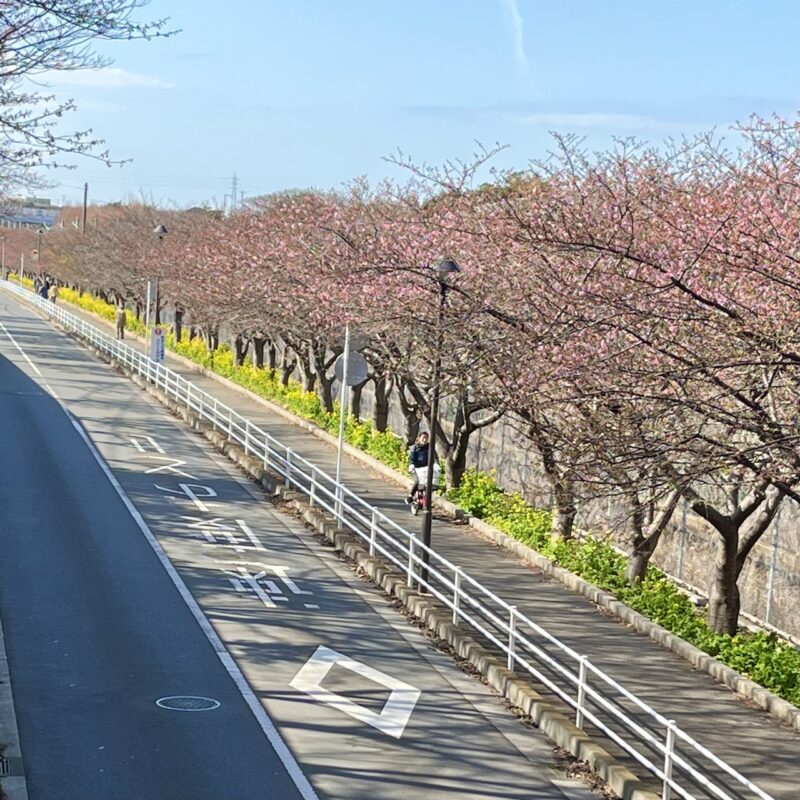河津桜と菜の花の並木が続く三浦海岸駅からの京急線路沿い