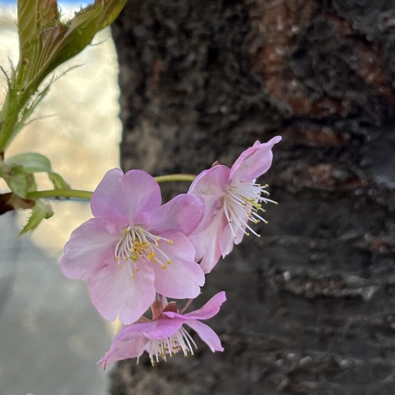 Cherry Blossoms Miura Kaigan Kawazuzakura