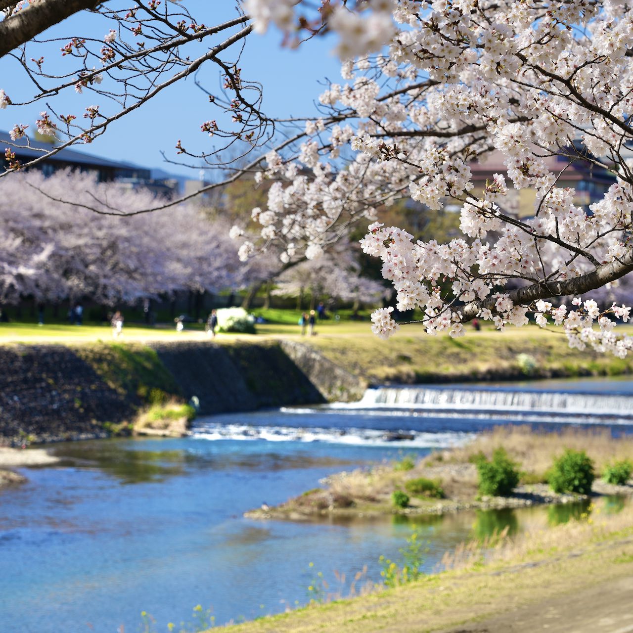 京都桜の名所 鴨川