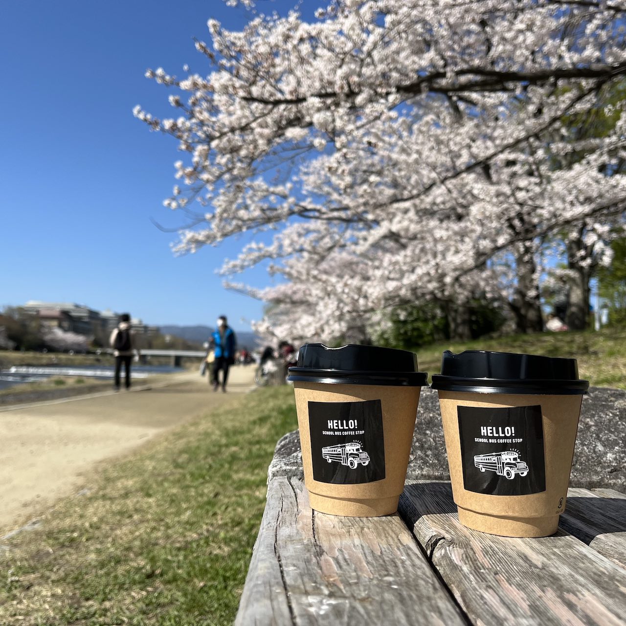 京都桜の名所 鴨川