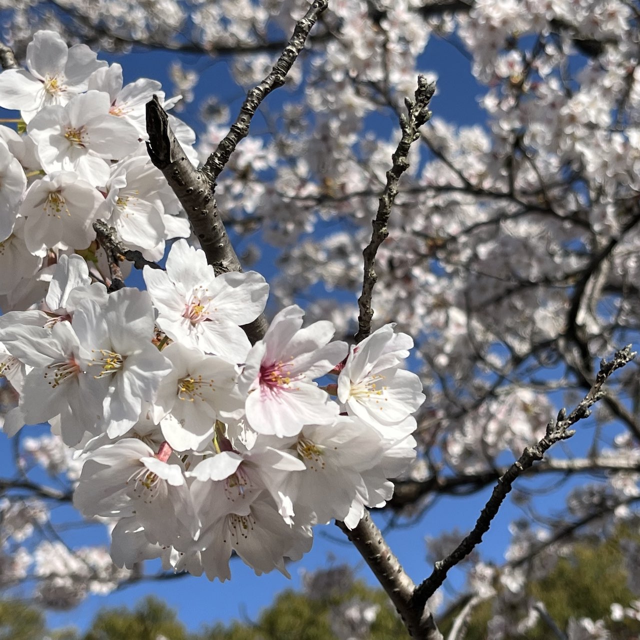 京都 サクラ さくら 桜名所 蹴上インクライン Kyoto Sakura Cherry Blossoms Keage
