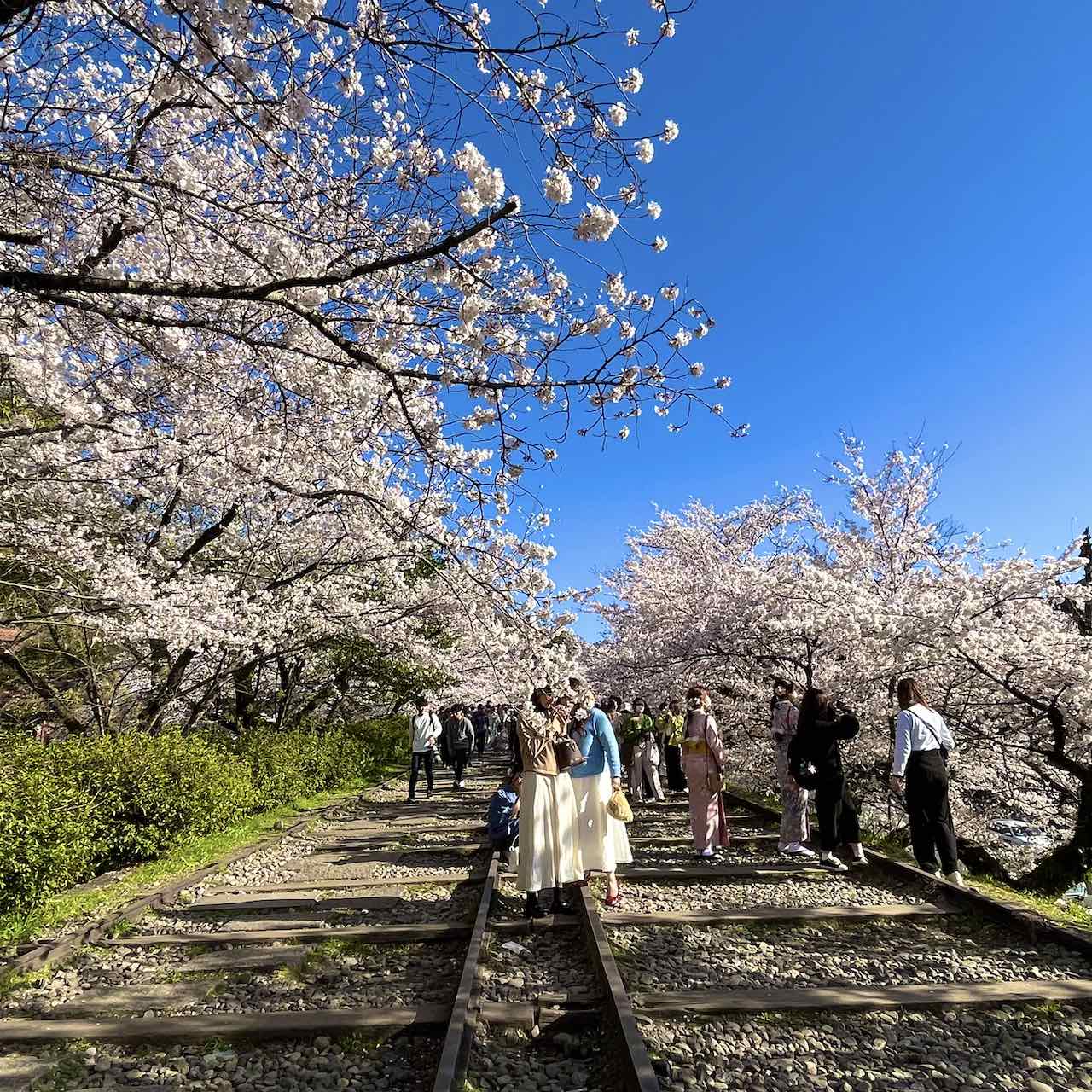 京都 サクラ さくら 桜名所 蹴上インクライン Kyoto Sakura Cherry Blossoms Keage