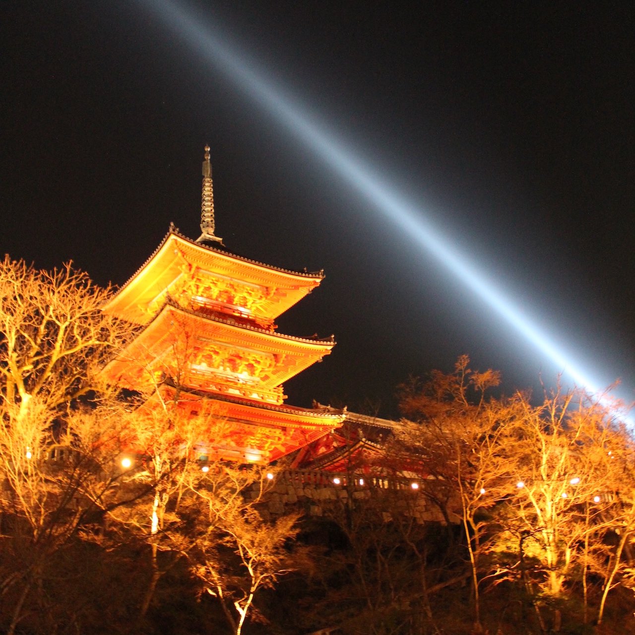 京都桜の名所 清水寺 ライトアップ