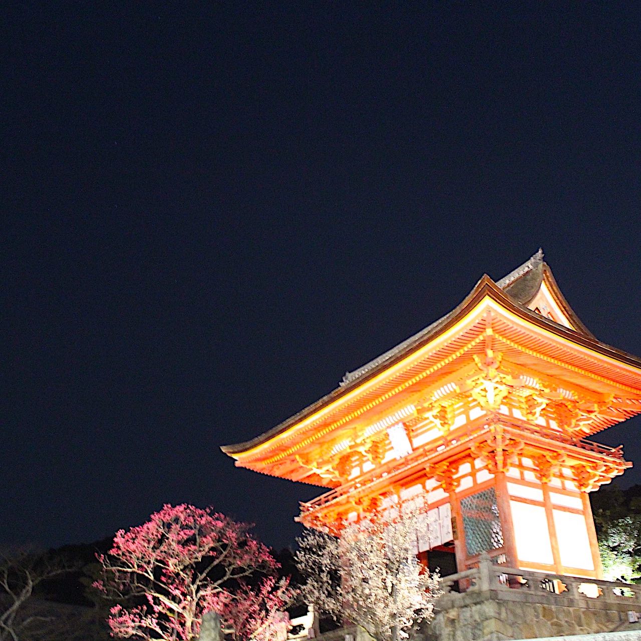京都桜の名所 清水寺 ライトアップ