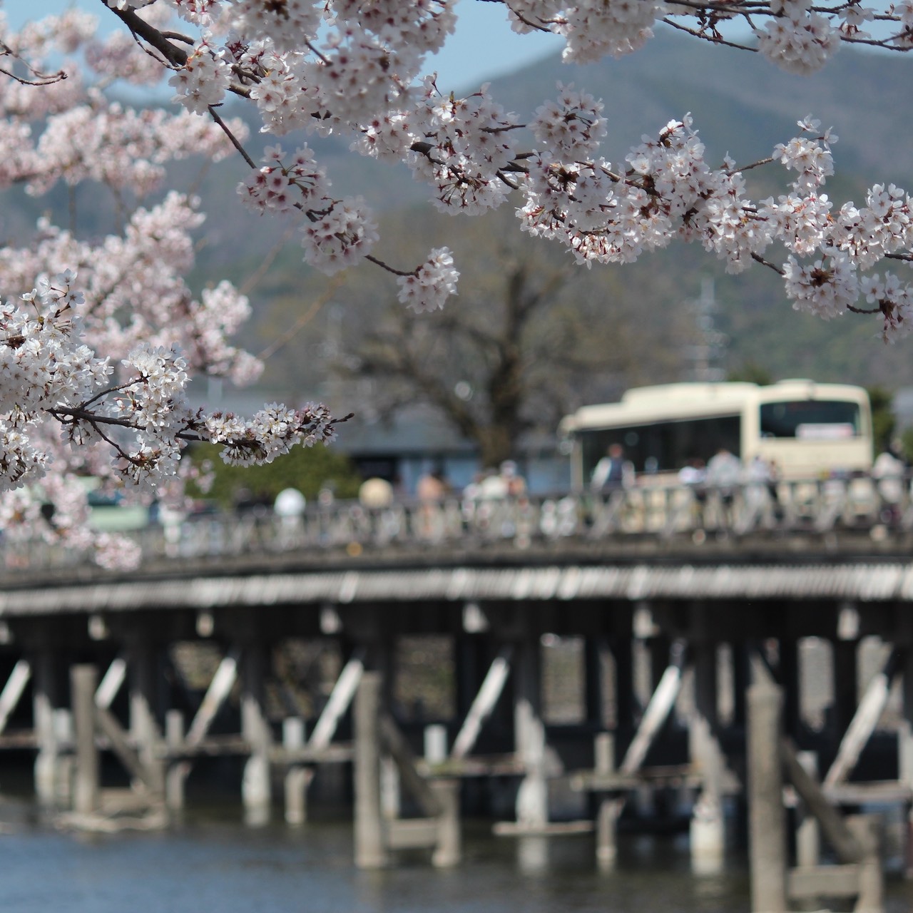 京都桜の名所 嵯峨嵐山 渡月橋
