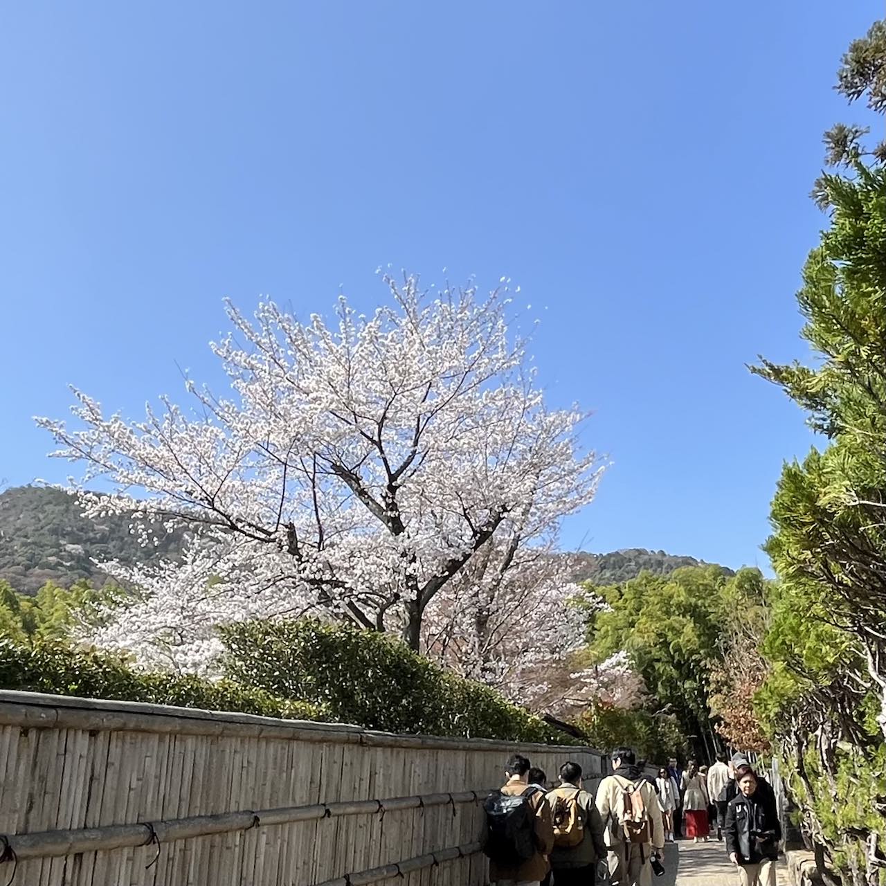 京都桜の名所 嵯峨嵐山