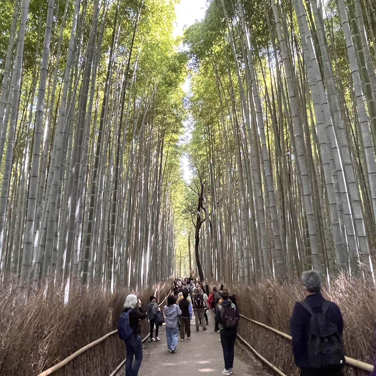 京都桜の名所 嵯峨嵐山 竹林の小径