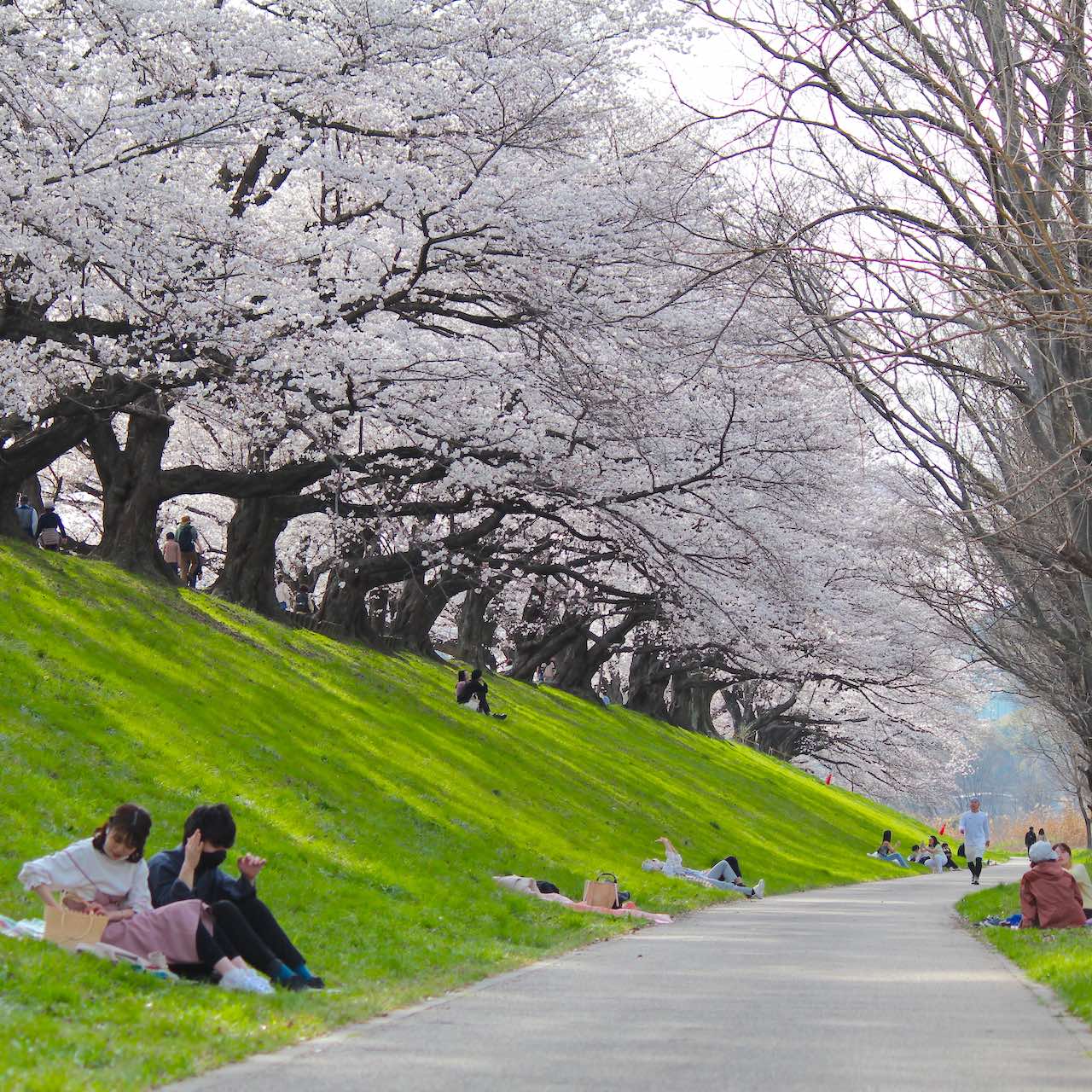京都桜の名所 淀川河川公園背割堤地区