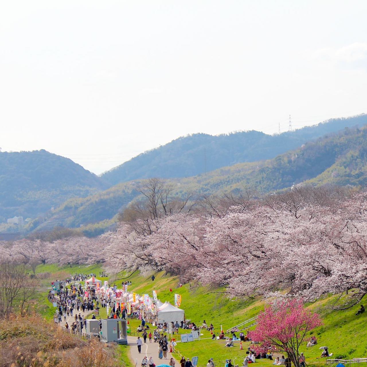 京都桜の名所 淀川河川公園背割堤地区